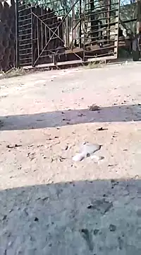 Pitercom online show from March 9, 2025, 7:12 am