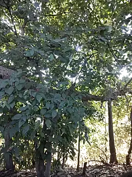 Rinku5553 online show from January 27, 2025, 8:18 am