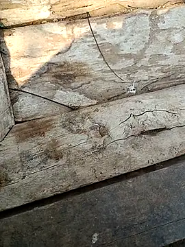 kummuduabbai online show from March 3, 2026, 9:26 am