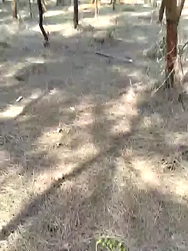 Gopal1243 online show from February 20, 2025, 5:33 am