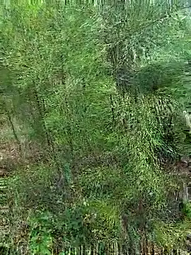 Gopal1243 online show from October 21, 2025, 1:17 am