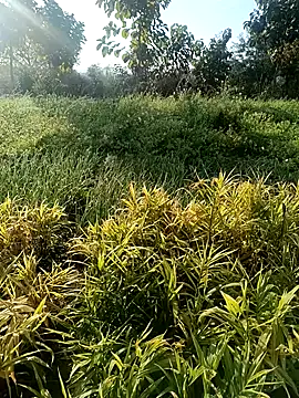 Desi Rider Aadi online show from December 30, 2024, 3:47 am