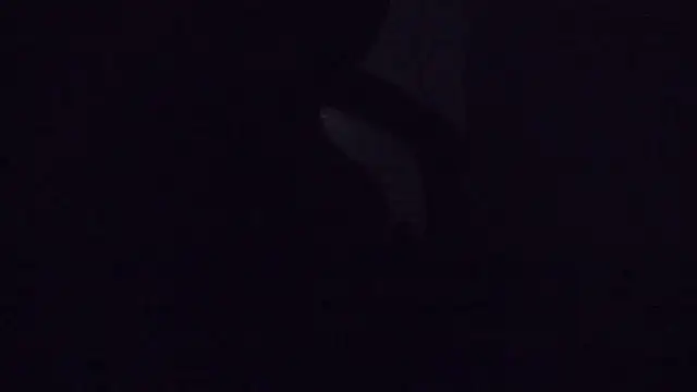 SouTarado69 online show from March 21, 2025, 11:45 pm